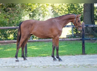 Anglo European Studbook, Stallion, 2 years, 15,1 hh, Brown