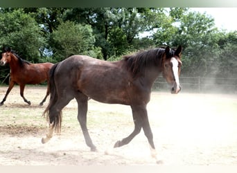 Anglo European Studbook, Stallion, 2 years, 15,1 hh, Gray