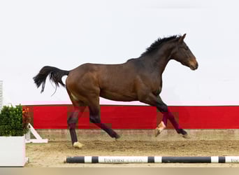 Anglo European Studbook, Stallion, 2 years, 15,2 hh, Brown