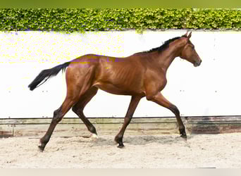 Anglo European Studbook, Stallion, 2 years, 15,2 hh, Brown
