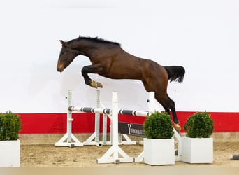 Anglo European Studbook, Stallion, 2 years, 15,2 hh, Brown