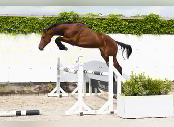 Anglo European Studbook, Stallion, 2 years, 15,2 hh, Brown