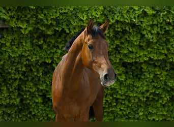 Anglo European Studbook, Stallion, 2 years, 15,2 hh, Brown