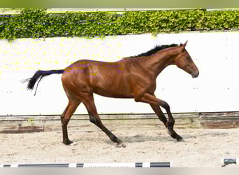 Anglo European Studbook, Stallion, 2 years, 15,2 hh, Brown