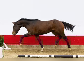 Anglo European Studbook, Stallion, 2 years, 15,2 hh, Brown