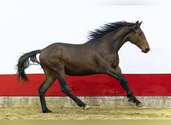 Anglo European Studbook, Stallion, 2 years, 15,2 hh