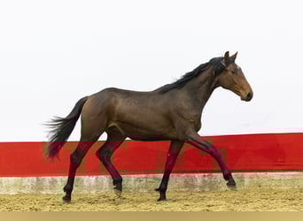 Anglo European Studbook, Stallion, 2 years, 15,2 hh