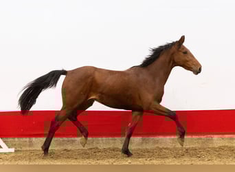 Anglo European Studbook, Stallion, 2 years, 15,3 hh, Brown