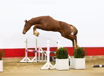 Anglo European Studbook, Stallion, 2 years, 15,3 hh, Chestnut-Red