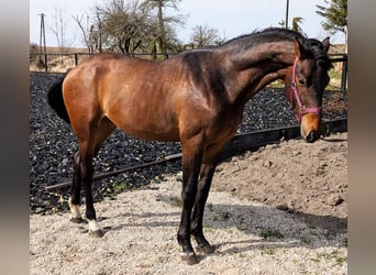 Anglo European Studbook, Stallion, 2 years, 16.2 hh, Bay-Dark