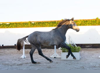 Anglo European Studbook, Stallion, 2 years, 16.2 hh, Grey