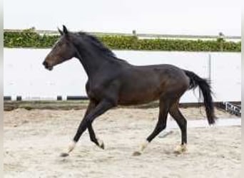 Anglo European Studbook, Stallion, 2 years, 16 hh, Bay-Dark