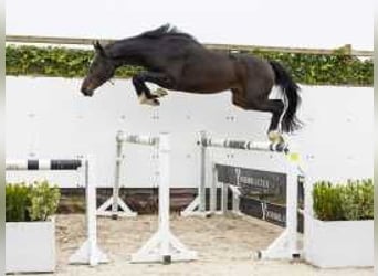 Anglo European Studbook, Stallion, 2 years, 16 hh, Bay-Dark