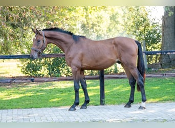 Anglo European Studbook, Stallion, 2 years, 16 hh, Brown
