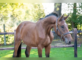 Anglo European Studbook, Stallion, 2 years, 16 hh, Brown