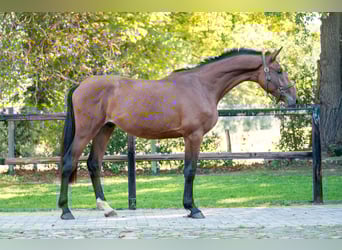 Anglo European Studbook, Stallion, 2 years, 16 hh, Brown