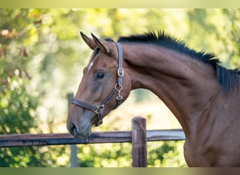 Anglo European Studbook, Stallion, 2 years, 16 hh, Brown