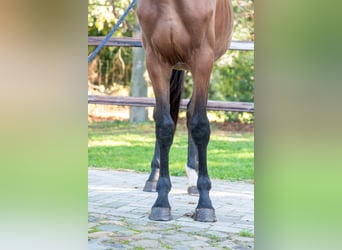 Anglo European Studbook, Stallion, 2 years, 16 hh, Brown