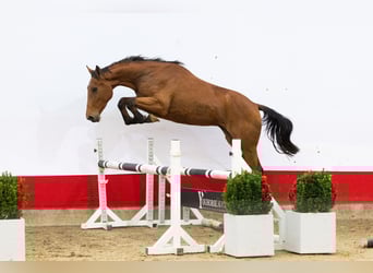 Anglo European Studbook, Stallion, 2 years, 16 hh, Brown