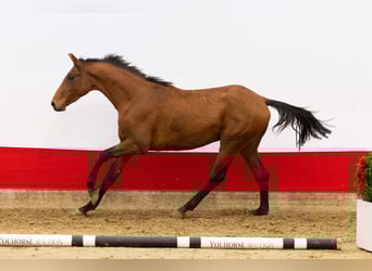 Anglo European Studbook, Stallion, 2 years, 16 hh, Brown