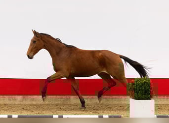 Anglo European Studbook, Stallion, 2 years, 16 hh, Brown