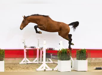 Anglo European Studbook, Stallion, 2 years, 16 hh, Brown