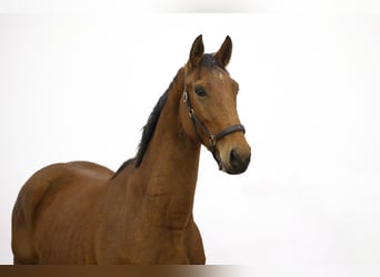 Anglo European Studbook, Stallion, 2 years, 16 hh, Brown