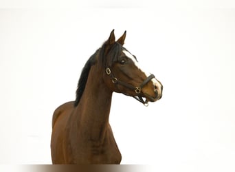 Anglo European Studbook, Stallion, 2 years, 16 hh, Brown