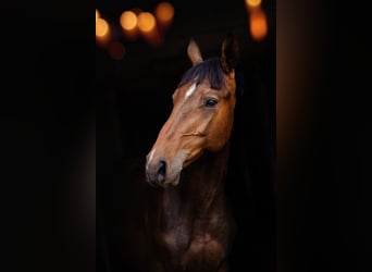 Anglo European Studbook, Stallion, 2 years, 16,1 hh, Bay