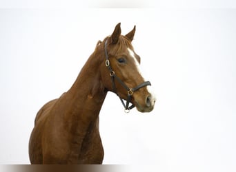 Anglo European Studbook, Stallion, 2 years, 16,1 hh, Chestnut-Red