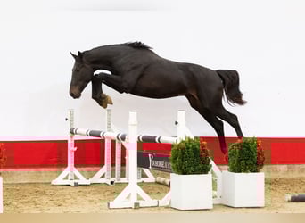 Anglo European Studbook, Stallion, 2 years, 16,2 hh, Bay-Dark