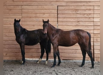 Anglo European Studbook, Stallion, 2 years