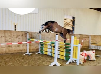Anglo European Studbook, Stallion, 3 years, 14 hh, Grey
