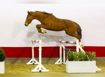 Anglo European Studbook, Stallion, 3 years, 15,2 hh, Chestnut-Red