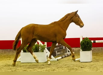 Anglo European Studbook, Stallion, 3 years, 15,2 hh, Chestnut-Red