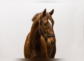 Anglo European Studbook, Stallion, 3 years, 15,2 hh, Chestnut