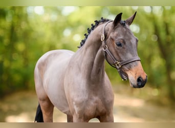 Anglo European Studbook, Stallion, 3 years, 15,2 hh