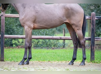 Anglo European Studbook, Stallion, 3 years, 15,2 hh