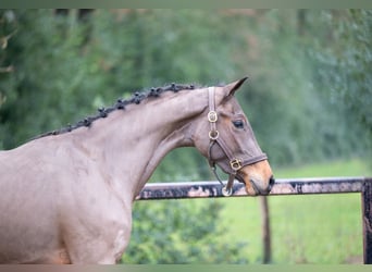 Anglo European Studbook, Stallion, 3 years, 15,2 hh