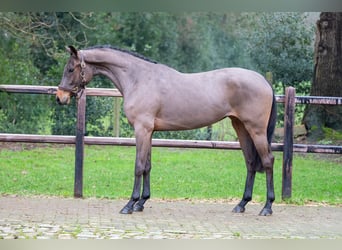 Anglo European Studbook, Stallion, 3 years, 15,2 hh