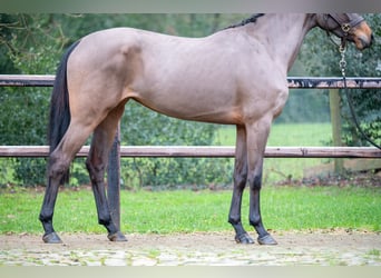 Anglo European Studbook, Stallion, 3 years, 15,2 hh