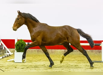 Anglo European Studbook, Stallion, 3 years, 15,3 hh, Brown