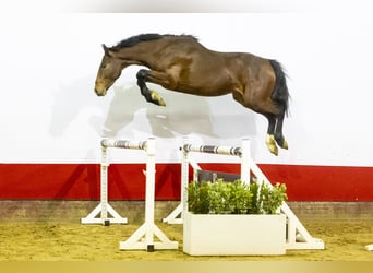 Anglo European Studbook, Stallion, 3 years, 15,3 hh, Brown