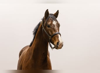 Anglo European Studbook, Stallion, 3 years, 15,3 hh, Brown