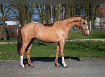 Anglo European Studbook, Stallion, 3 years, 15,3 hh, Chestnut-Red