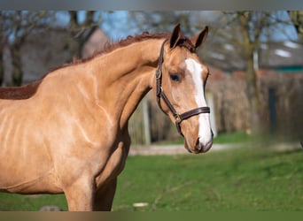 Anglo European Studbook, Stallion, 3 years, 15,3 hh, Chestnut-Red