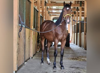 Anglo European Studbook, Stallion, 3 years, 15.3 hh