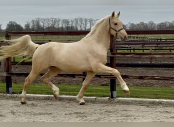Anglo European Studbook, Stallion, 3 years, 15.3 hh, Palomino