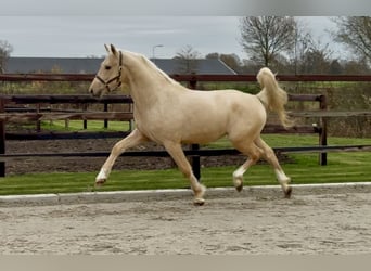 Anglo European Studbook, Stallion, 3 years, 15,3 hh, Palomino
