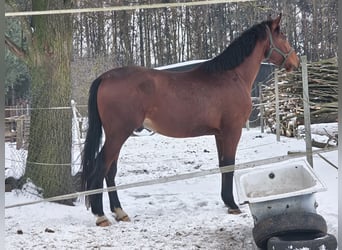 Anglo European Studbook, Stallion, 3 years, 16.1 hh, Bay